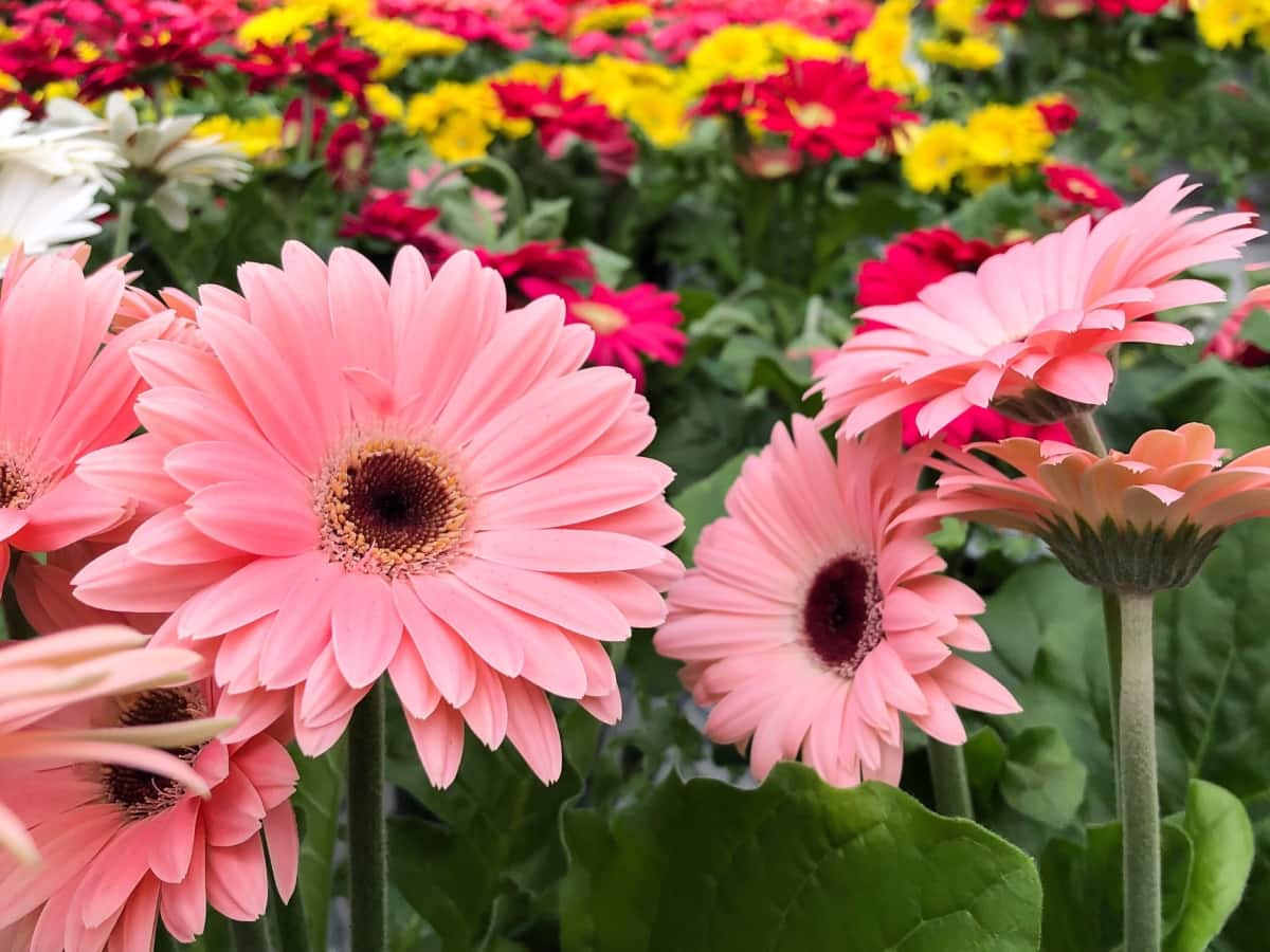 Gerbera Coltivare