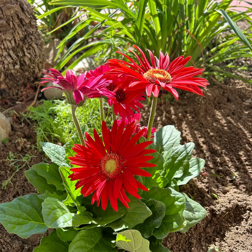 Gerbera Riproduzione