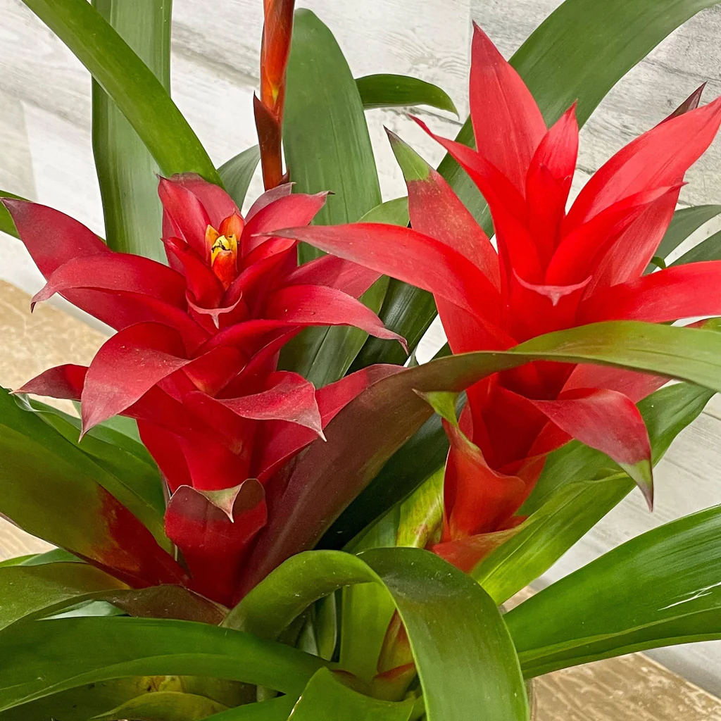 Guzmania