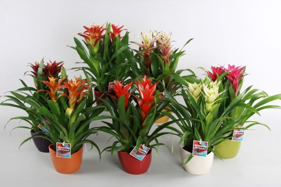 Guzmania Pianta