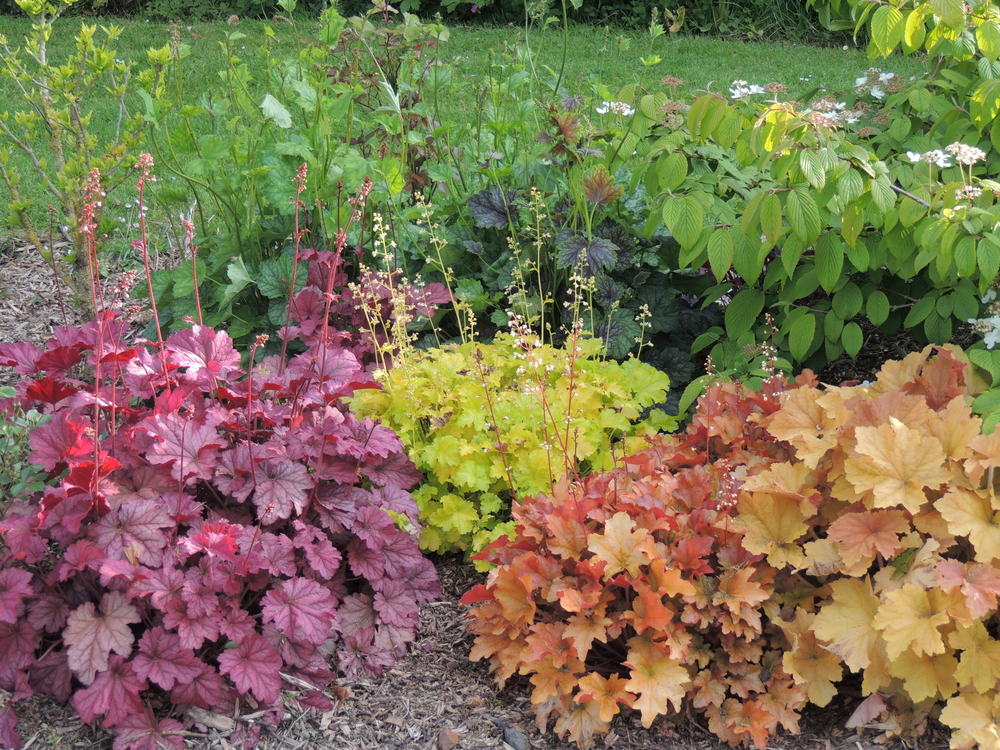 Heuchera