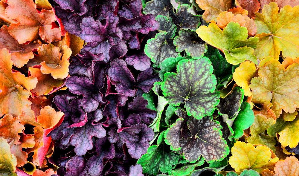 Heuchera Pianta