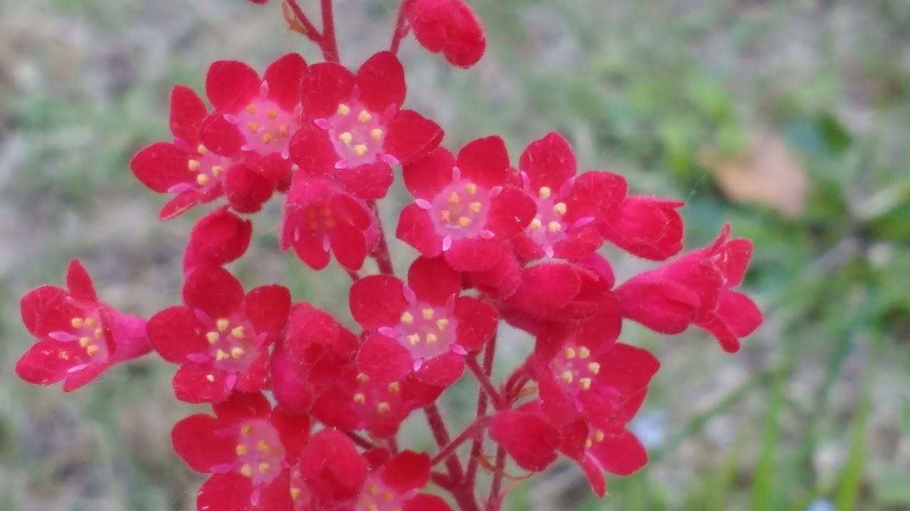 Heuchera Coltivare