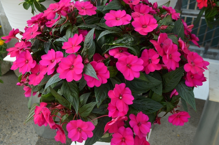 Impatiens Coltivare