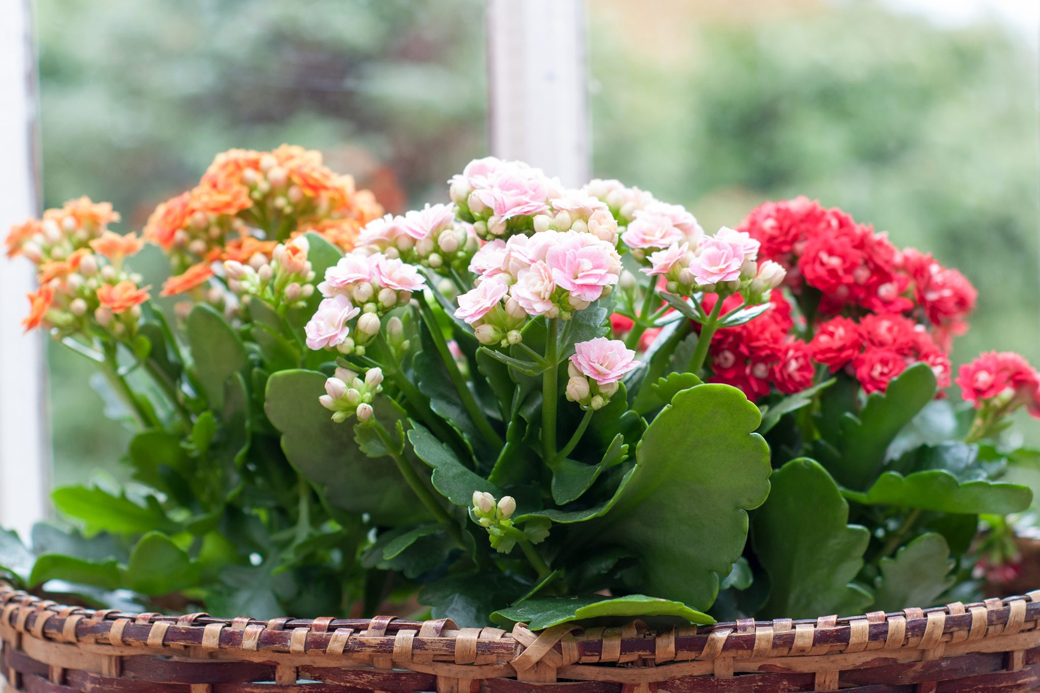 Kalanchoe