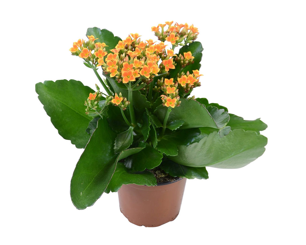 Kalanchoe Pianta