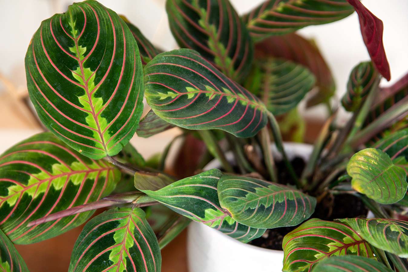 Maranta