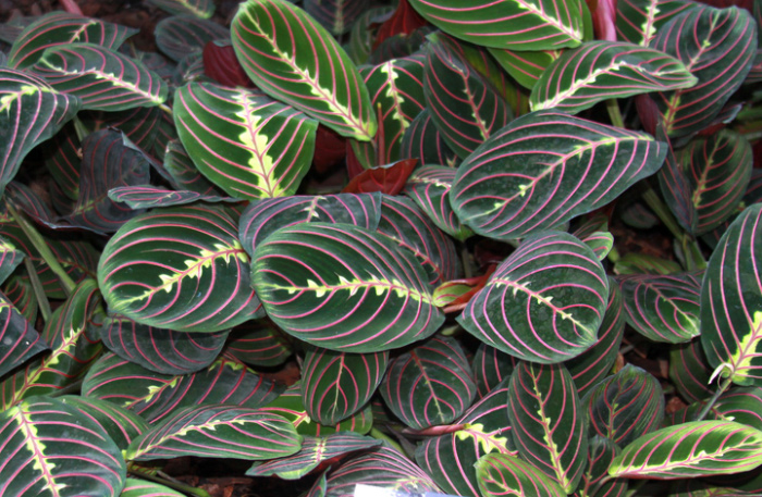 Maranta Pianta