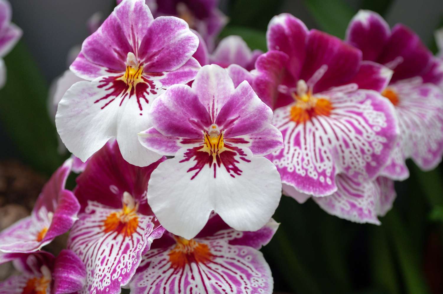 Miltonia Pianta