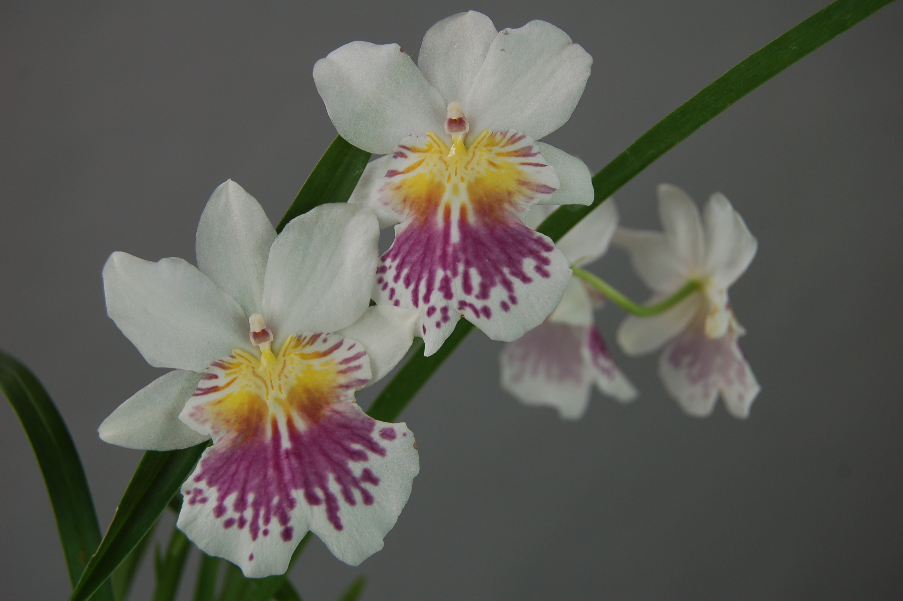 Miltonia orchidea