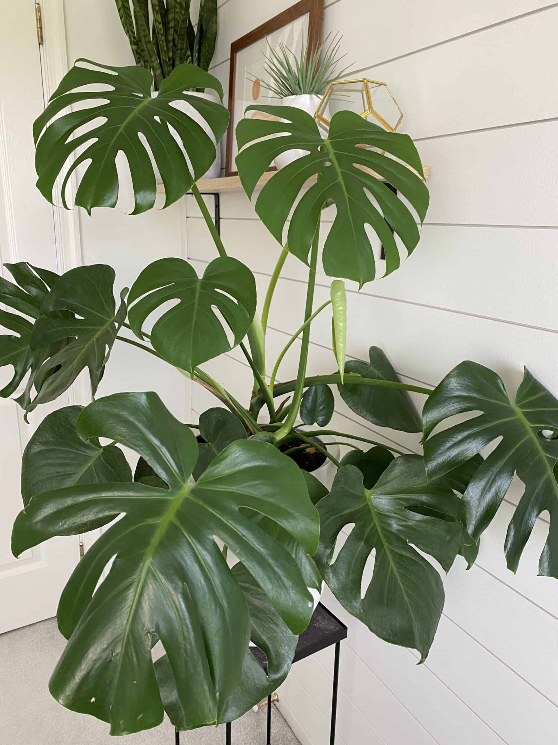 Monstera