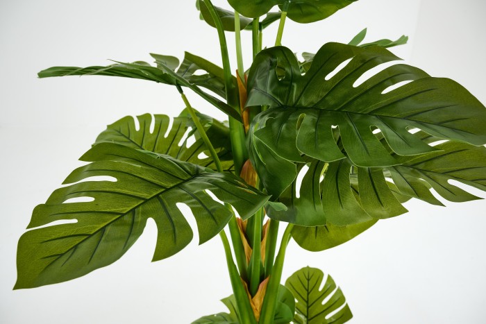 Monstera Pianta