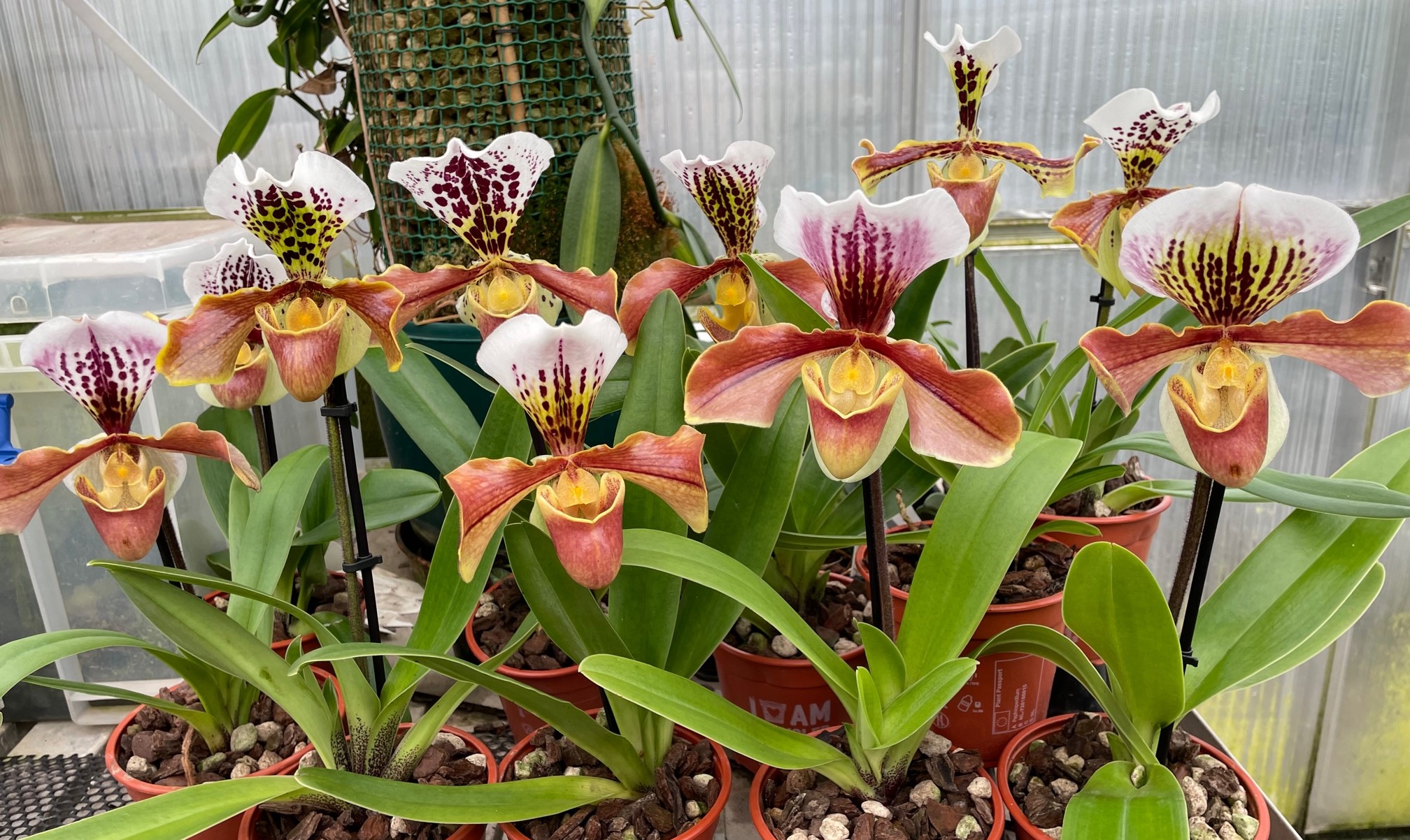 Paphiopedilum