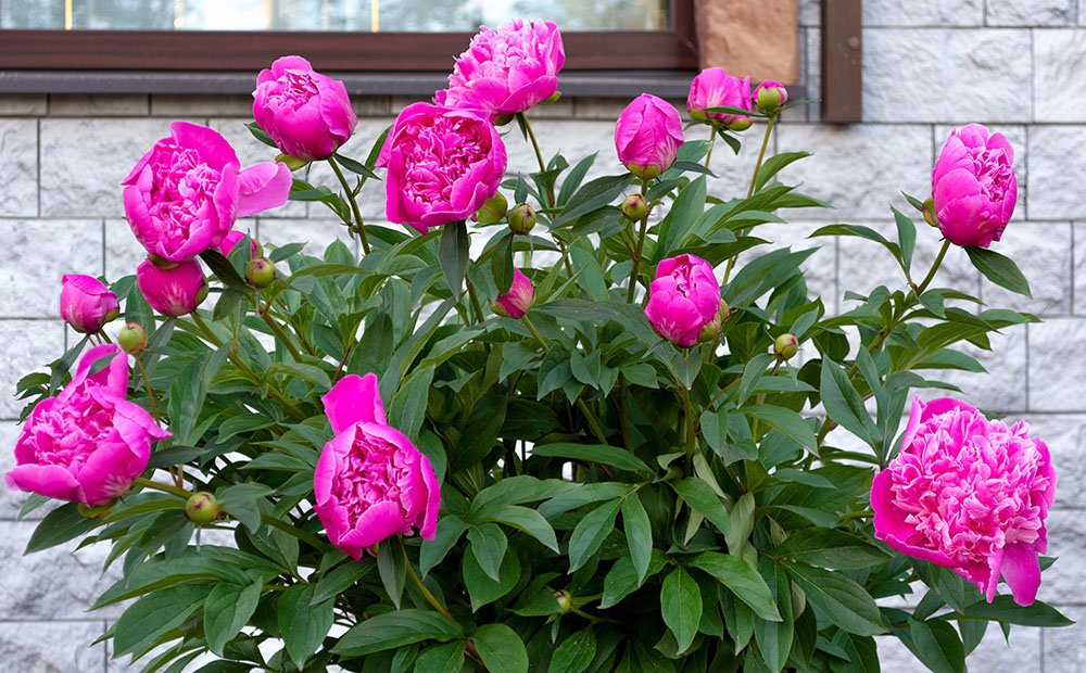 Peonia Pianta