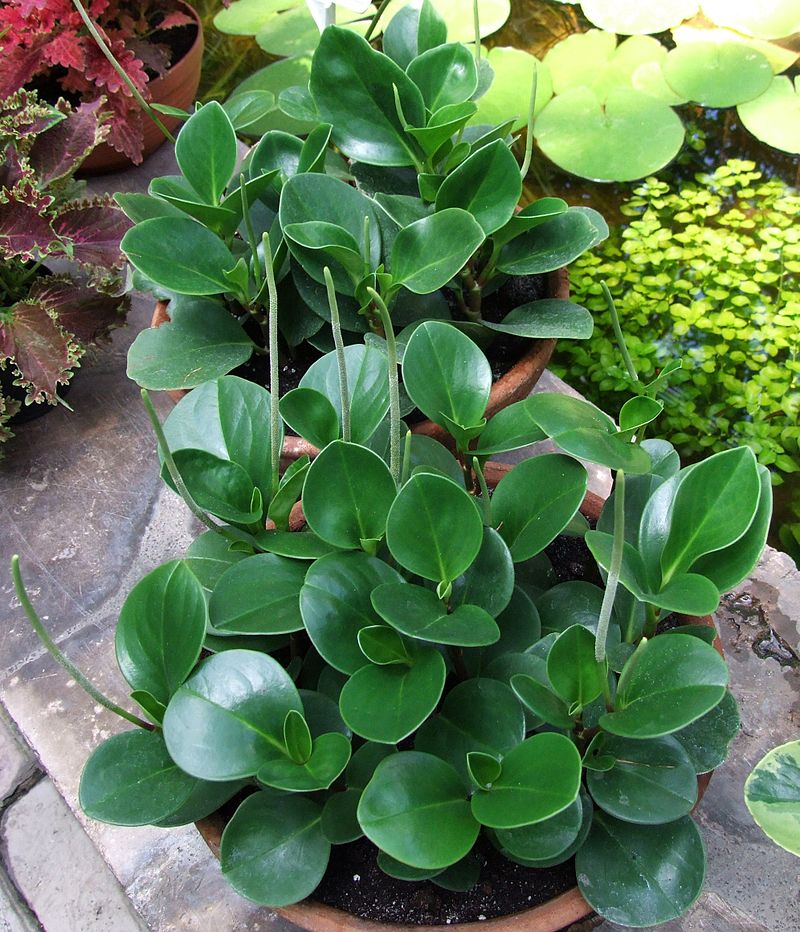 Peperomia