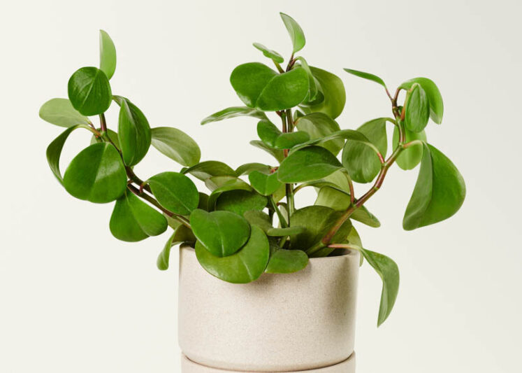 Peperomia Pianta