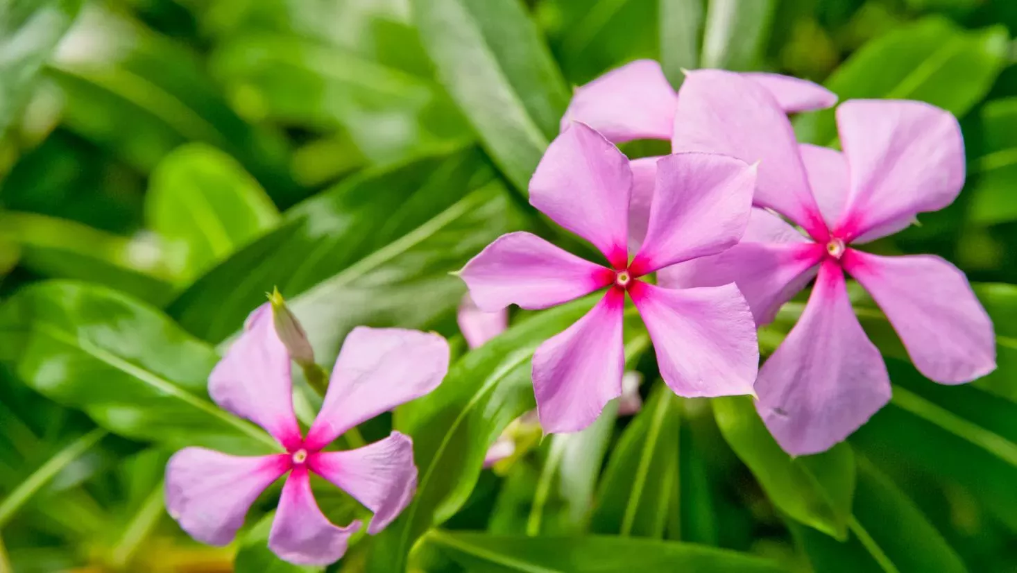 Pervinca