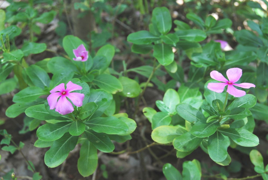 Pervinca Pianta