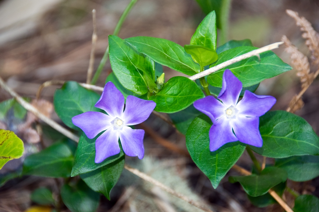 Pervinca Coltivare