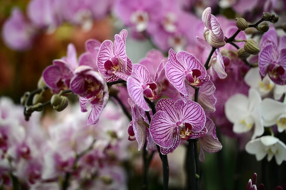 Phalaenopsis