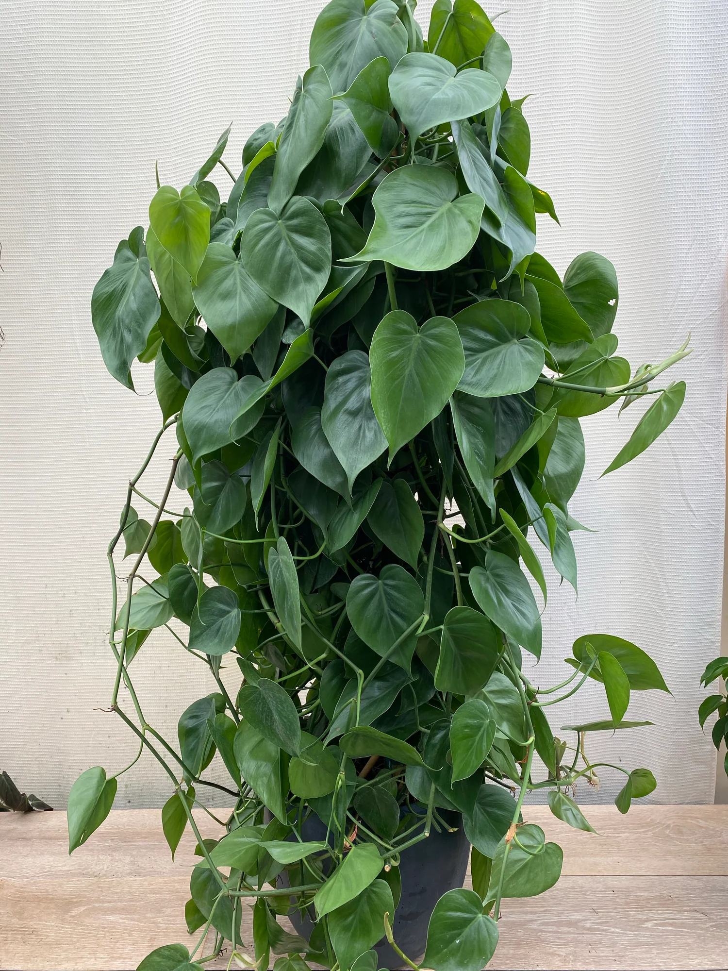 Philodendron