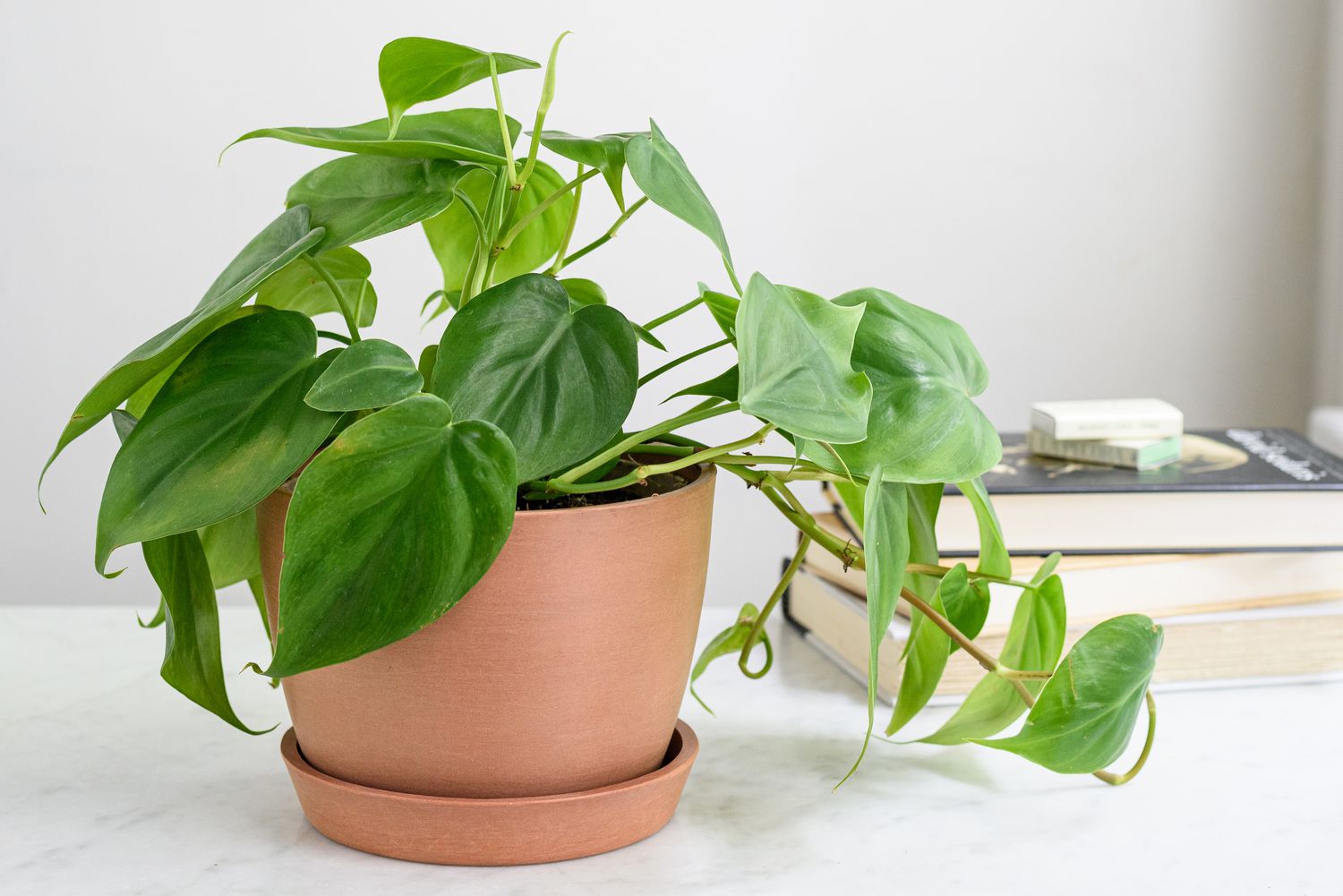 Philodendron Coltivare