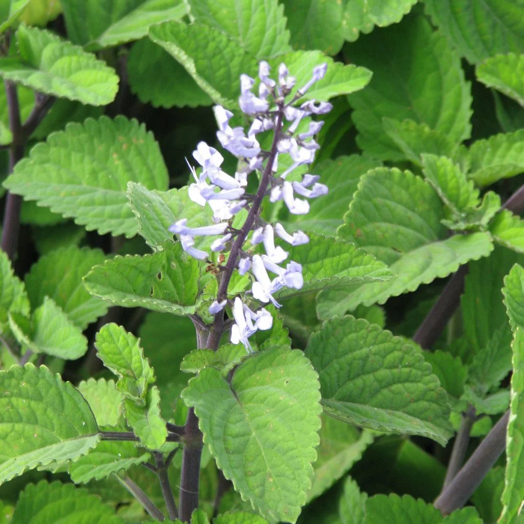 Plectranthus Pianta