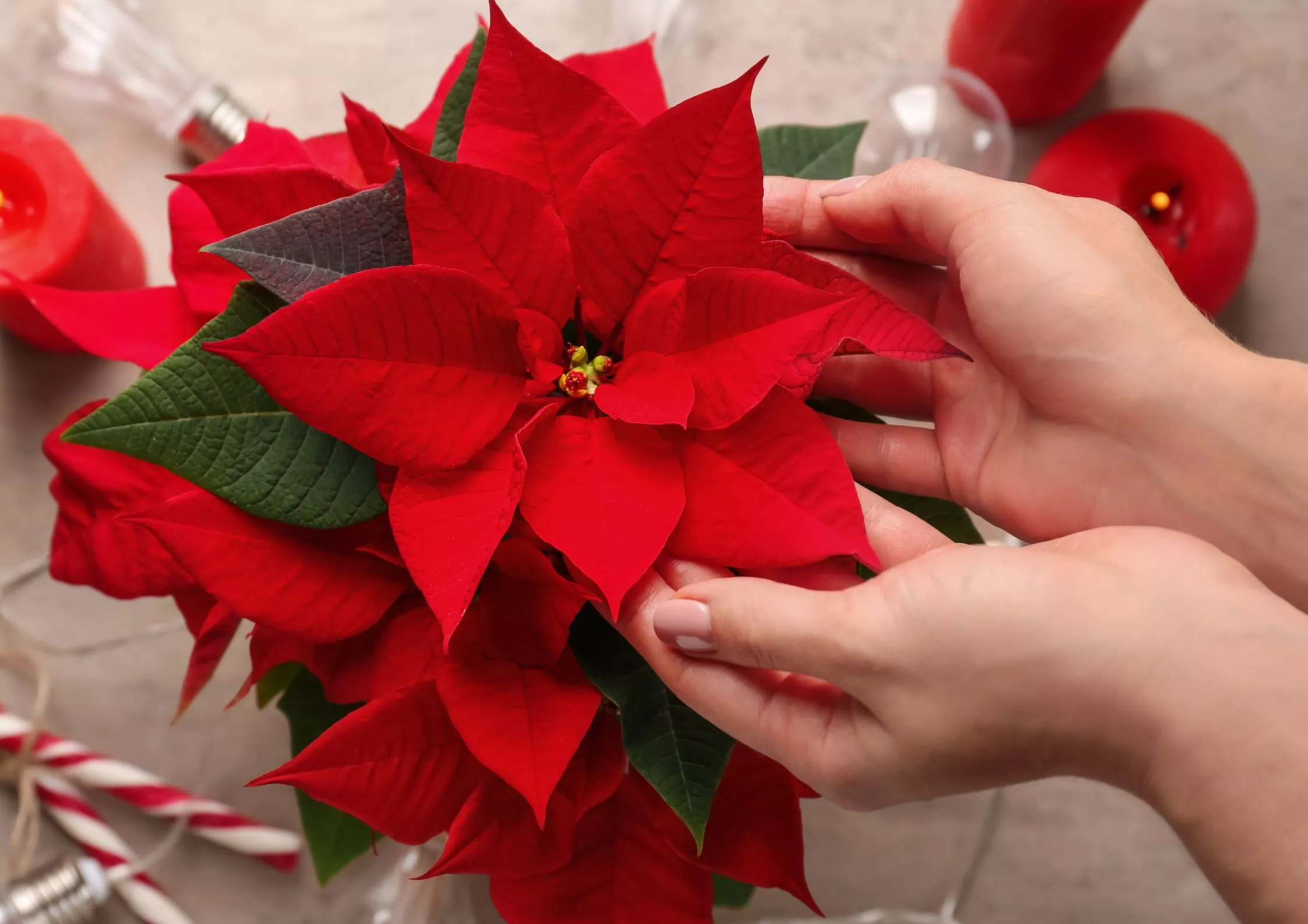 Poinsettia