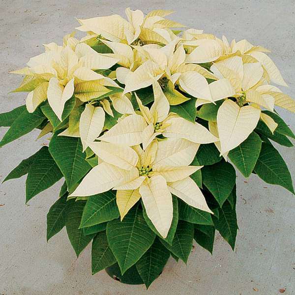 Poinsettia Pianta