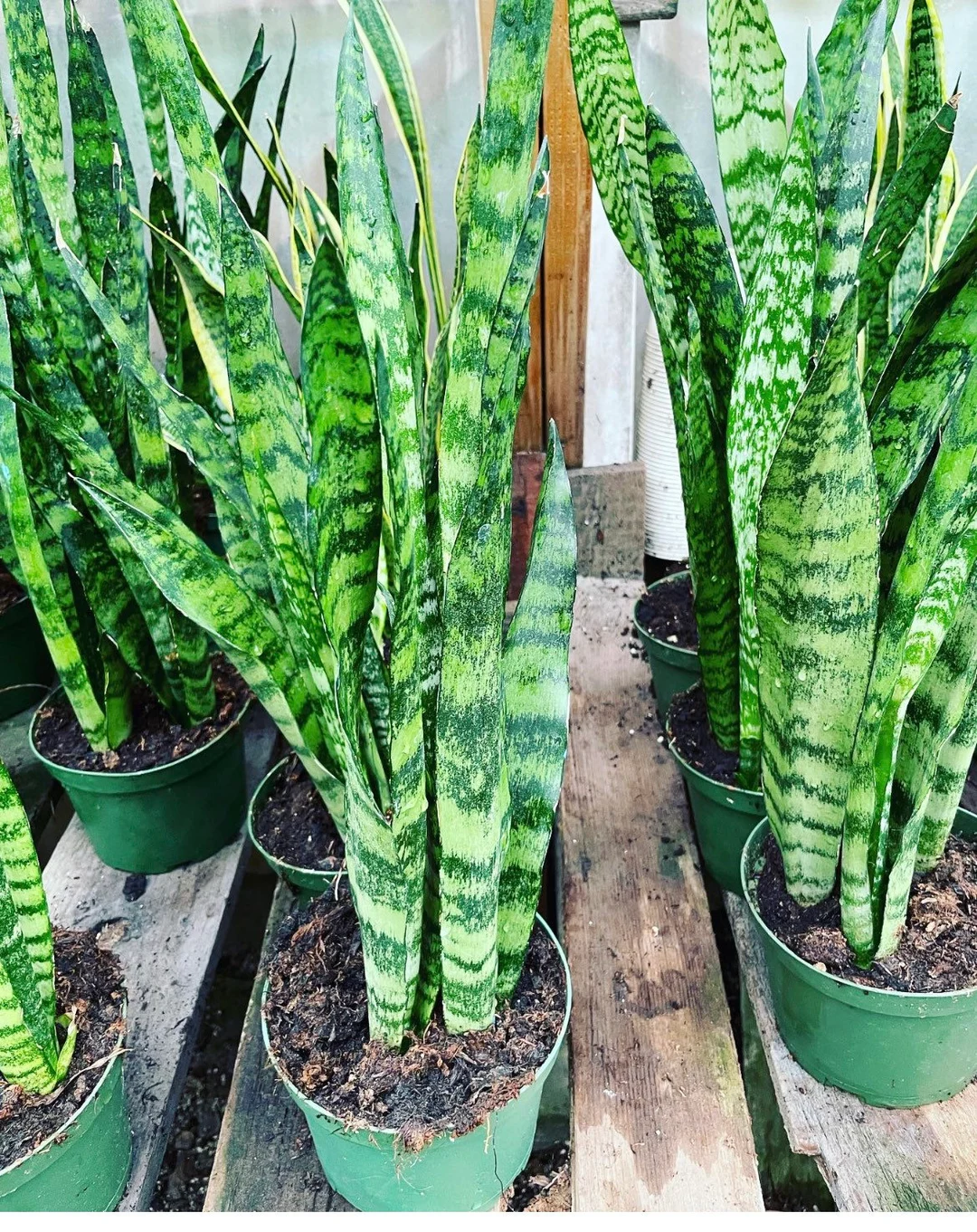 Sansevieria