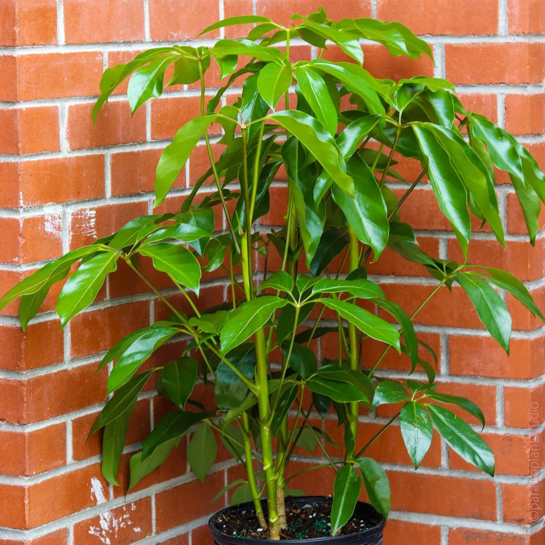 Schefflera Pianta