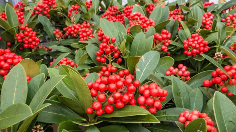 Skimmia Pianta