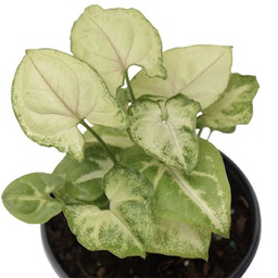 Syngonium podophyllum