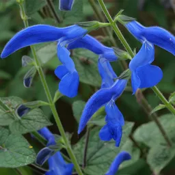 Syngonium auritum