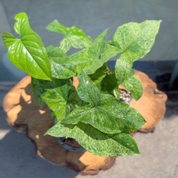 Syngonium mottled