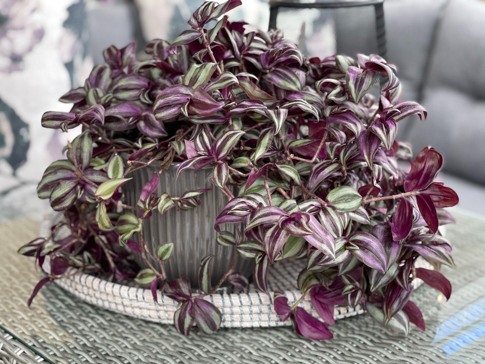 Tradescantia