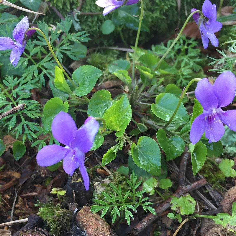 Viola Mammola