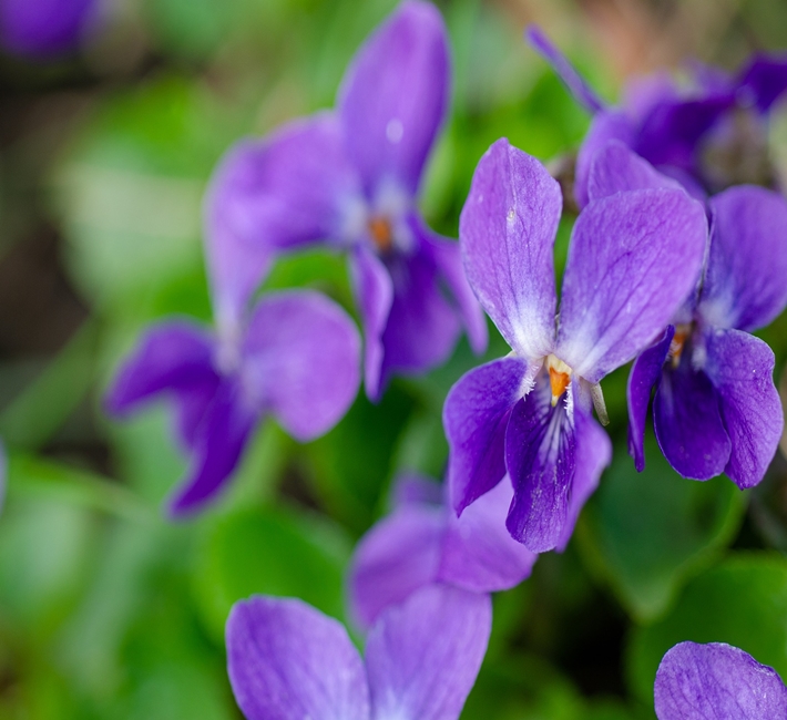 Viola Mammola Pianta