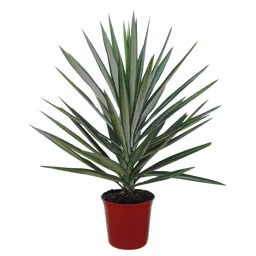 Yucca Pianta