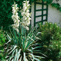 Yucca Pianta