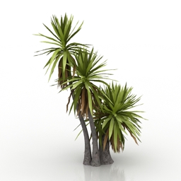 Yucca Pianta