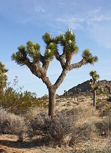 Yucca Pianta