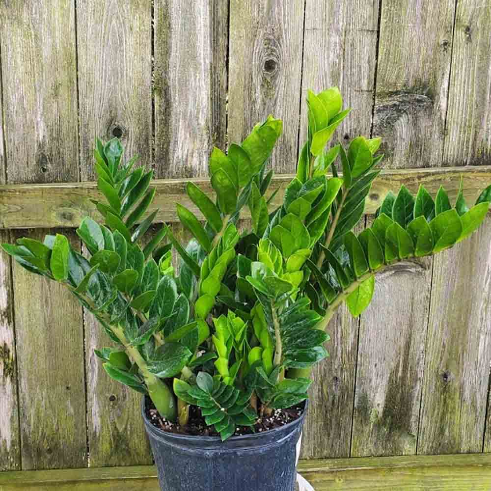 Zamioculcas